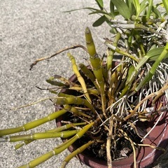 名前のわからない植物
の画像