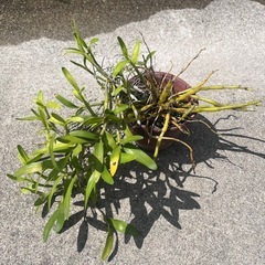 名前のわからない植物
の画像