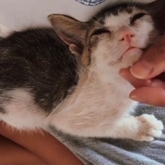 3ヶ月子猫を大切に育ててくださる方