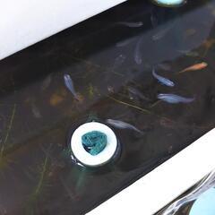高級メダカ全８種類のミックス稚魚　おもしろメダカ達の赤ちゃん！１つ800円で販売します♪説明欄をお読み下さいm(__)mの画像