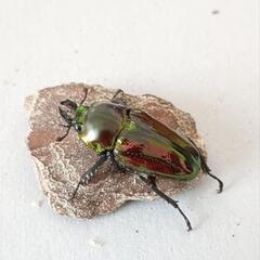 ニジイロクワガタ　3頭　♂1♀2 （No15.16.22）の画像