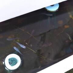 高級メダカ全８種類のミックス稚魚　おもしろメダカ達の赤ちゃん！１つ800円で販売します♪説明欄をお読み下さいm(__)mの画像