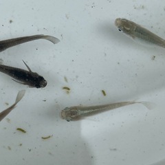 メダカ成魚選別外10匹の画像