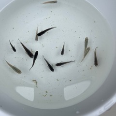 メダカ成魚選別外10匹の画像