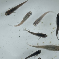 メダカ成魚選別外10匹の画像