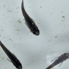 メダカ成魚選別外10匹の画像
