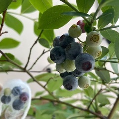 ブルーベリーの木の画像