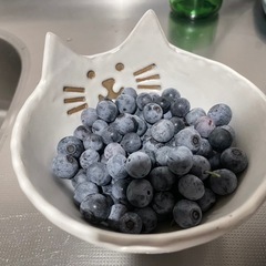 ブルーベリーの木の画像