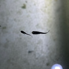 オロチメダカ稚魚30匹の画像