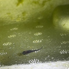 オロチメダカ稚魚30匹の画像