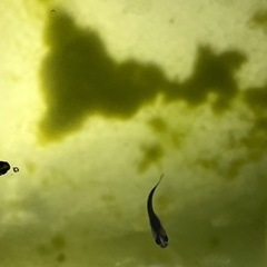 オロチメダカ稚魚30匹の画像