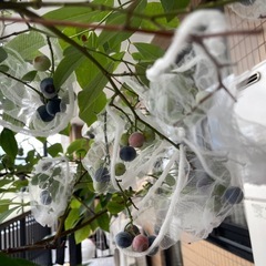 ブルーベリーの木の画像