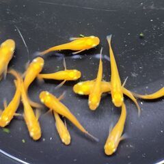 楊貴妃　１０匹　５００円　②の画像