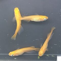 楊貴妃　１０匹　５００円　②の画像