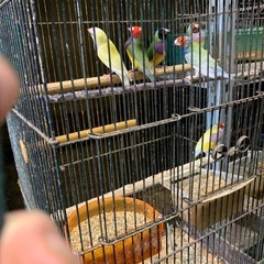 コキンチョウ大量入荷しましたよ