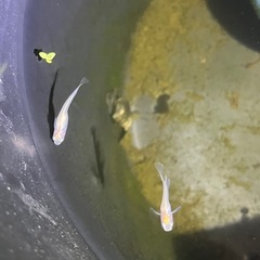 ピュアホワイトメダカ成魚10匹の画像