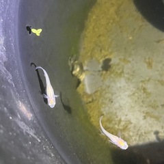 ピュアホワイトメダカ成魚10匹の画像