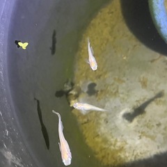 ピュアホワイトメダカ成魚10匹の画像