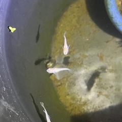 ピュアホワイトメダカ成魚10匹の画像
