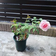 絞り薔薇挿し木苗の画像