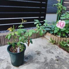 絞り薔薇挿し木苗の画像
