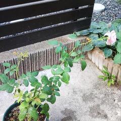 絞り薔薇挿し木苗の画像