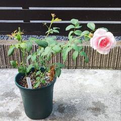 絞り薔薇挿し木苗の画像