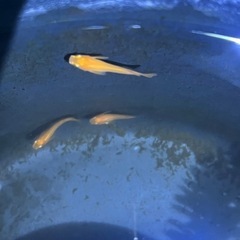 楊貴妃メダカ成魚5匹の画像