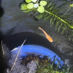 楊貴妃メダカ成魚5匹の画像