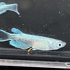 【めだか】エメキン　若魚　①の画像
