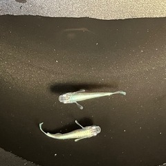 【めだか】エメキン　若魚　①の画像