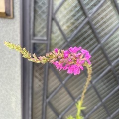 ミソハギ　の画像