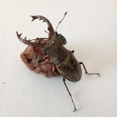 ミヤマクワガタ　♂1 （No.4）の画像