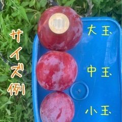 山梨県 南アルプス市産 高級すもも 太陽の画像