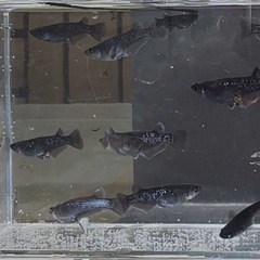 曜変天目アースアイ血統（普通目
）の画像
