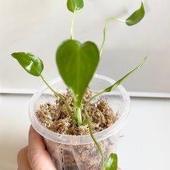 【猛暑日SALE】　大粒のモンステラデリシオーサの種から生育した実生です！6苗（株）①の画像