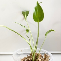 【猛暑日SALE】　大粒のモンステラデリシオーサの種から生育した実生です！6苗（株）①の画像