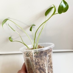 【猛暑日SALE】　大粒のモンステラデリシオーサの種から生育した実生です！6苗（株）①の画像