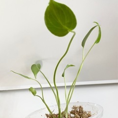 【猛暑日SALE】　大粒のモンステラデリシオーサの種から生育した実生です！6苗（株）①の画像