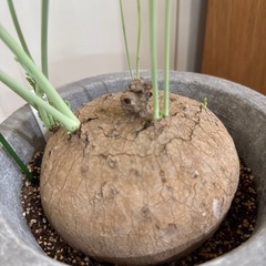 塊根植物　ステファニア　ピエレイの画像