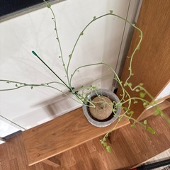 塊根植物　ステファニア　ピエレイの画像