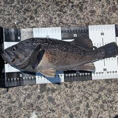シマノ SHIMANO 22ネッサ BB S106MH ヒラメ ブリ サーフの画像