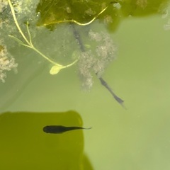 オロチメダカ成魚の画像