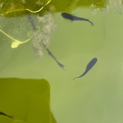 オロチメダカ成魚の画像