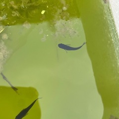 オロチメダカ成魚の画像
