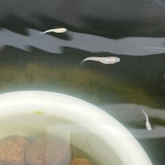 ピュアホワイトメダカ幼魚10匹の画像