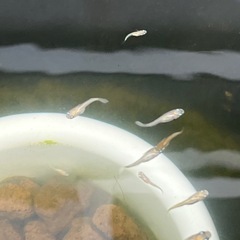 ピュアホワイトメダカ幼魚10匹の画像