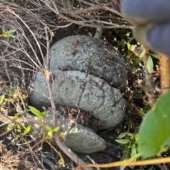 ② お譲りします 灯籠 石灯篭 2つ目の画像