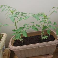 ミニトマト苗 植木鉢付きの画像