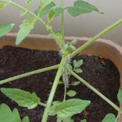 ミニトマト苗 植木鉢付きの画像